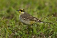 eastern-yellow-wagtail