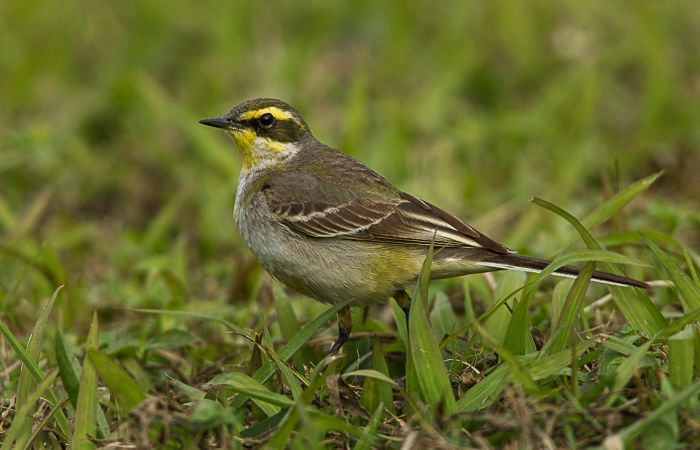 eastern-yellow-wagtail